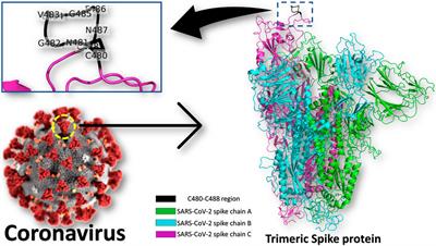 SARS-CoV-2 Spike-Heat Shock Protein A5 (GRP78) Recognition may be Related to the Immersed Human Coronaviruses